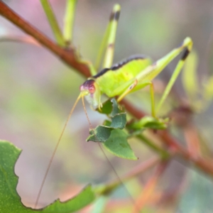 Tettigoniidae (family) at Mount Ainslie to Black Mountain - 2 Jan 2024