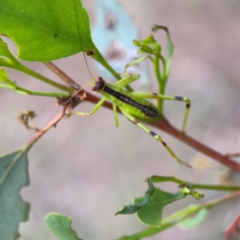 Tettigoniidae (family) at Mount Ainslie to Black Mountain - 2 Jan 2024