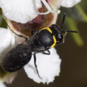 Hylaeus (Gnathoprosopoides) bituberculatus at QPRC LGA - 2 Jan 2024 12:54 PM