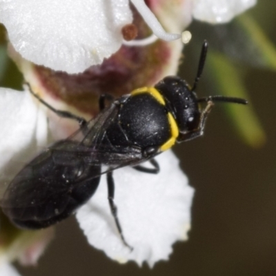 Hylaeus (Gnathoprosopoides) bituberculatus (Hylaeine colletid bee) at QPRC LGA - 2 Jan 2024 by DianneClarke