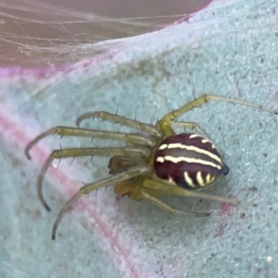 Deliochus pulcher (Beautiful Deliochus spider) at Commonwealth & Kings Parks - 2 Jan 2024 by Hejor1