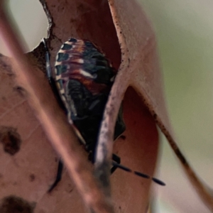 Oechalia schellenbergii at Mount Ainslie to Black Mountain - 2 Jan 2024