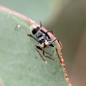 Myrmarachne sp. (genus) at Mount Ainslie to Black Mountain - 2 Jan 2024