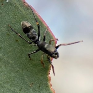 Myrmarachne sp. (genus) at Mount Ainslie to Black Mountain - 2 Jan 2024