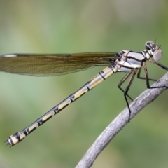 Diphlebia nymphoides (Arrowhead Rockmaster) at Bombay, NSW - 2 Jan 2024 by jb2602