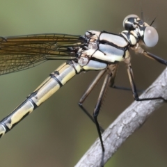 Diphlebia nymphoides at QPRC LGA - 2 Jan 2024