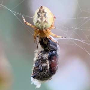 Liparetrus sp. (genus) at Lake Burley Griffin Central/East - 2 Jan 2024