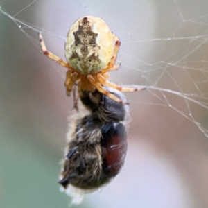 Araneus hamiltoni at Lake Burley Griffin Central/East - 2 Jan 2024