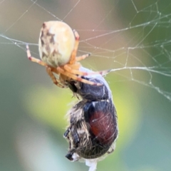 Araneus hamiltoni at Lake Burley Griffin Central/East - 2 Jan 2024