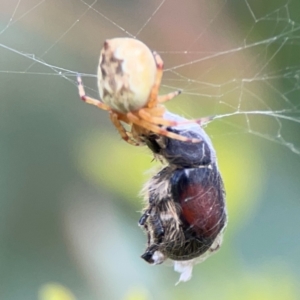 Araneus hamiltoni at Lake Burley Griffin Central/East - 2 Jan 2024 06:17 PM