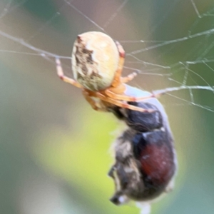 Araneus hamiltoni at Lake Burley Griffin Central/East - 2 Jan 2024 06:17 PM