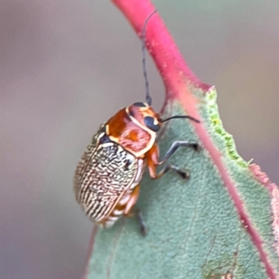 Aporocera (Aporocera) sculptilis (Leaf beetle) at Commonwealth & Kings Parks - 2 Jan 2024 by Hejor1