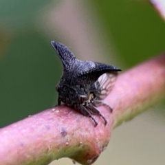 Ceraon sp. (genus) (2-horned tree hopper) at Commonwealth & Kings Parks - 2 Jan 2024 by Hejor1