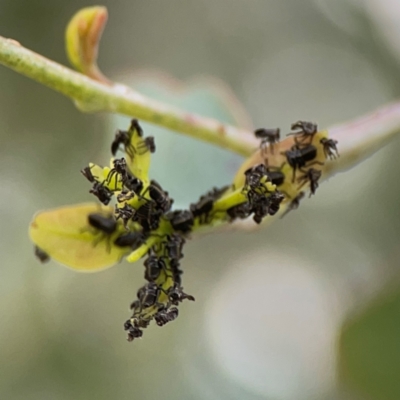 Eurymelinae (subfamily) (Unidentified eurymeline leafhopper) at Mount Ainslie to Black Mountain - 2 Jan 2024 by Hejor1