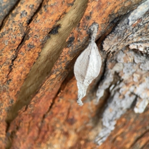 Hyalarcta nigrescens at Mount Ainslie to Black Mountain - 2 Jan 2024