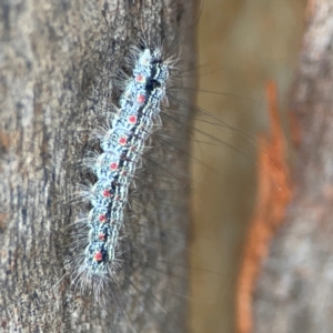 Anestia (genus) at Mount Ainslie to Black Mountain - 2 Jan 2024 06:42 PM