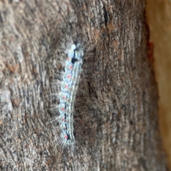 Anestia (genus) at Mount Ainslie to Black Mountain - 2 Jan 2024