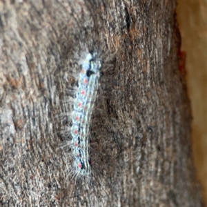 Anestia (genus) at Mount Ainslie to Black Mountain - 2 Jan 2024 06:42 PM