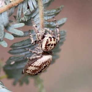 Opisthoncus serratofasciatus at Lake Burley Griffin Central/East - 2 Jan 2024