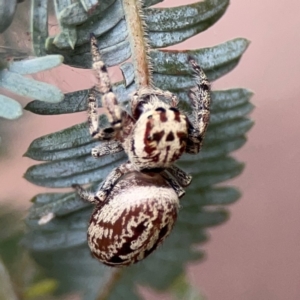 Opisthoncus serratofasciatus at Lake Burley Griffin Central/East - 2 Jan 2024