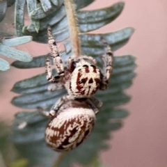 Opisthoncus serratofasciatus at Lake Burley Griffin Central/East - 2 Jan 2024