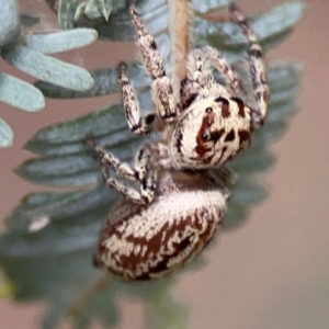 Opisthoncus serratofasciatus at Lake Burley Griffin Central/East - 2 Jan 2024