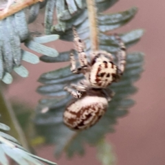 Opisthoncus serratofasciatus at Lake Burley Griffin Central/East - 2 Jan 2024