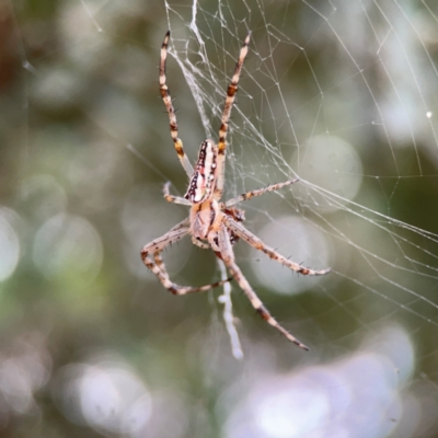 Plebs bradleyi (Enamelled spider) at Mount Ainslie to Black Mountain - 2 Jan 2024 by Hejor1