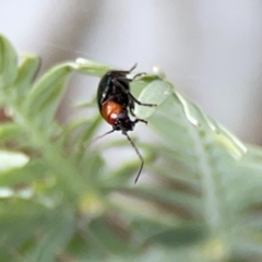 Adoxia sp. (genus) (Leaf beetle) at Mount Ainslie to Black Mountain - 2 Jan 2024 by Hejor1