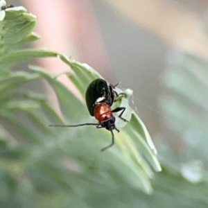 Adoxia sp. (genus) at Mount Ainslie to Black Mountain - 2 Jan 2024