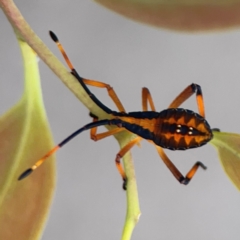 Amorbus sp. (genus) (Eucalyptus Tip bug) at Mount Ainslie to Black Mountain - 2 Jan 2024 by Hejor1