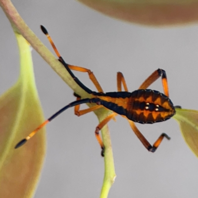 Amorbus sp. (genus) (Eucalyptus Tip bug) at Mount Ainslie to Black Mountain - 2 Jan 2024 by Hejor1