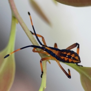 Amorbus sp. (genus) at Mount Ainslie to Black Mountain - 2 Jan 2024 07:02 PM