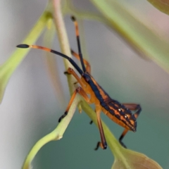 Amorbus sp. (genus) at Mount Ainslie to Black Mountain - 2 Jan 2024 07:02 PM