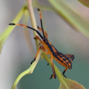 Amorbus sp. (genus) at Mount Ainslie to Black Mountain - 2 Jan 2024 07:02 PM