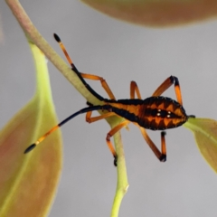 Amorbus sp. (genus) at Mount Ainslie to Black Mountain - 2 Jan 2024 07:02 PM