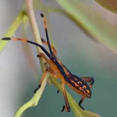 Amorbus sp. (genus) at Mount Ainslie to Black Mountain - 2 Jan 2024 07:02 PM