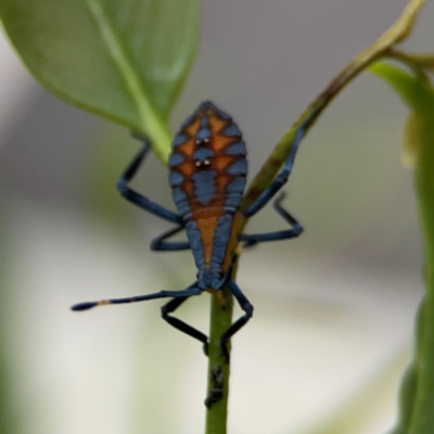 Amorbus sp. (genus) (Eucalyptus Tip bug) at Mount Ainslie to Black Mountain - 2 Jan 2024 by Hejor1