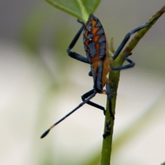 Amorbus sp. (genus) at Mount Ainslie to Black Mountain - 2 Jan 2024 07:07 PM