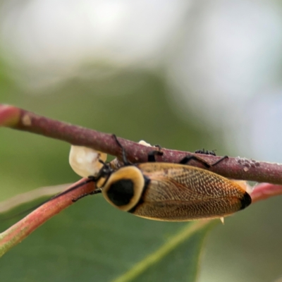 Ellipsidion australe (Austral Ellipsidion cockroach) at Commonwealth & Kings Parks - 2 Jan 2024 by Hejor1