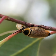 Ellipsidion australe at Mount Ainslie to Black Mountain - 2 Jan 2024