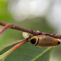 Ellipsidion australe at Mount Ainslie to Black Mountain - 2 Jan 2024