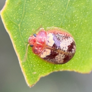 Paropsisterna laesa species complex at Mount Ainslie to Black Mountain - 2 Jan 2024