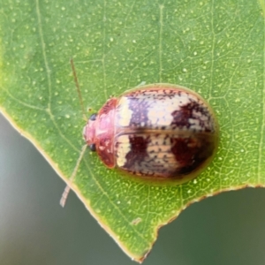 Paropsisterna laesa species complex at Mount Ainslie to Black Mountain - 2 Jan 2024