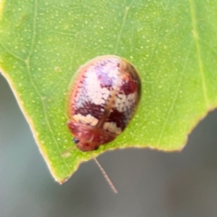 Paropsisterna laesa species complex at Mount Ainslie to Black Mountain - 2 Jan 2024