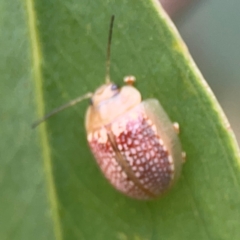 Paropsisterna decolorata at Mount Ainslie to Black Mountain - 2 Jan 2024