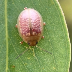 Paropsisterna decolorata at Mount Ainslie to Black Mountain - 2 Jan 2024