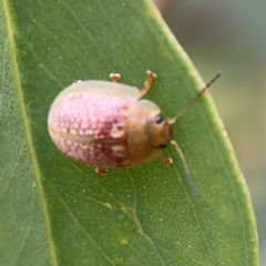 Paropsisterna decolorata at Mount Ainslie to Black Mountain - 2 Jan 2024