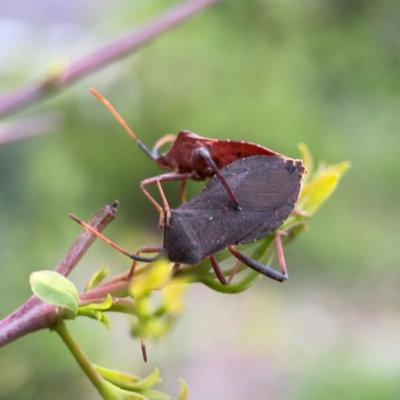 Amorbus sp. (genus) (Eucalyptus Tip bug) at Commonwealth & Kings Parks - 2 Jan 2024 by Hejor1