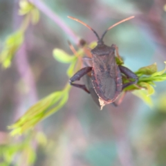 Amorbus sp. (genus) at Mount Ainslie to Black Mountain - 2 Jan 2024 07:14 PM